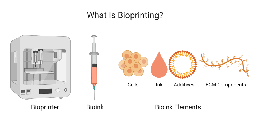 Beginner's Guide to Bioprinting - Mechanical Engineering of Wet-materials  (MEOW) Laboratory
